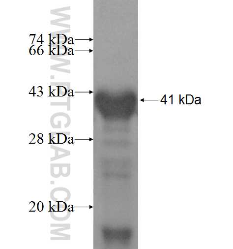 USP48 fusion protein Ag8369 SDS-PAGE