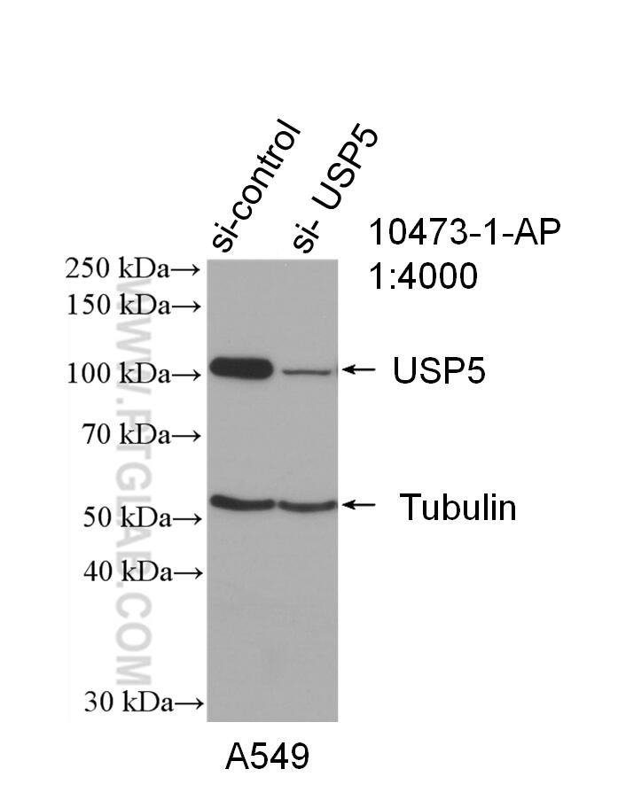 WB analysis of A549 using 10473-1-AP