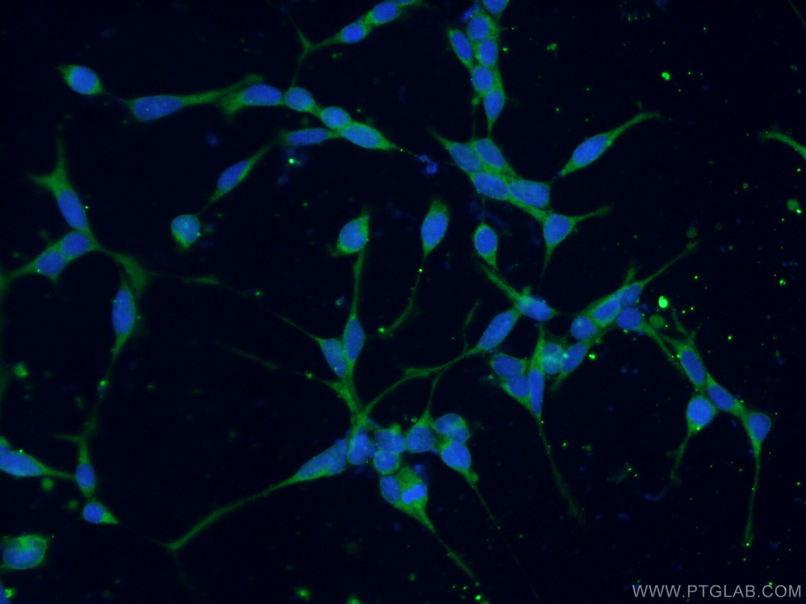 IF Staining of HEK-293 using 20374-1-AP