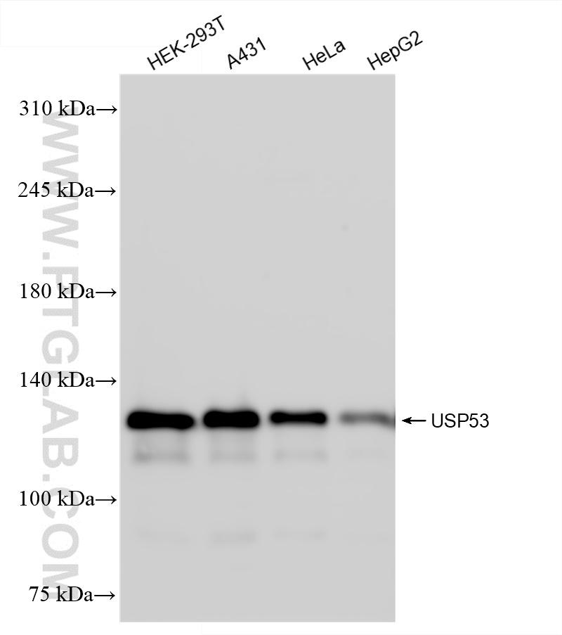 WB analysis using 83846-1-RR