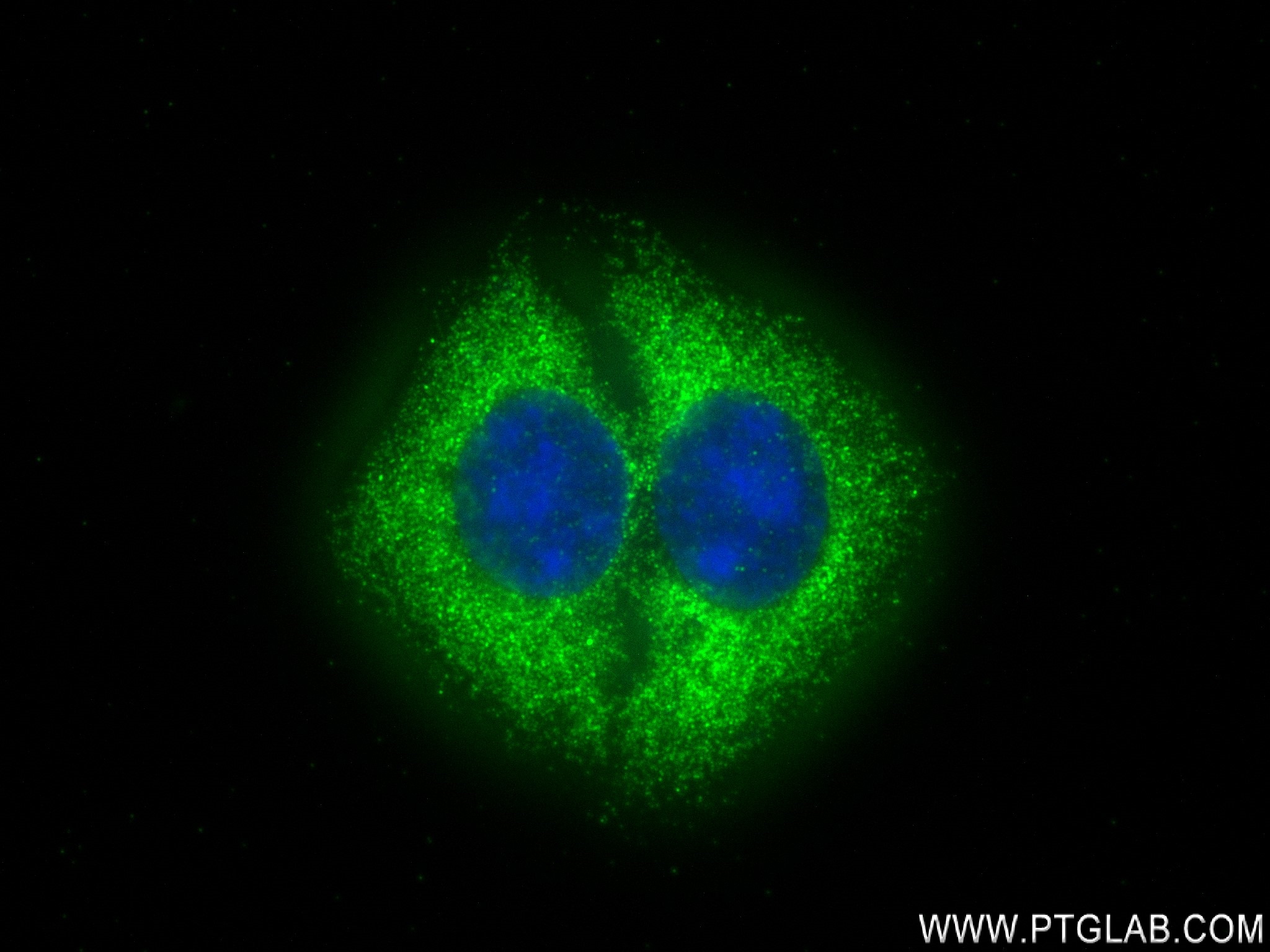 IF Staining of U2OS using 83172-2-RR