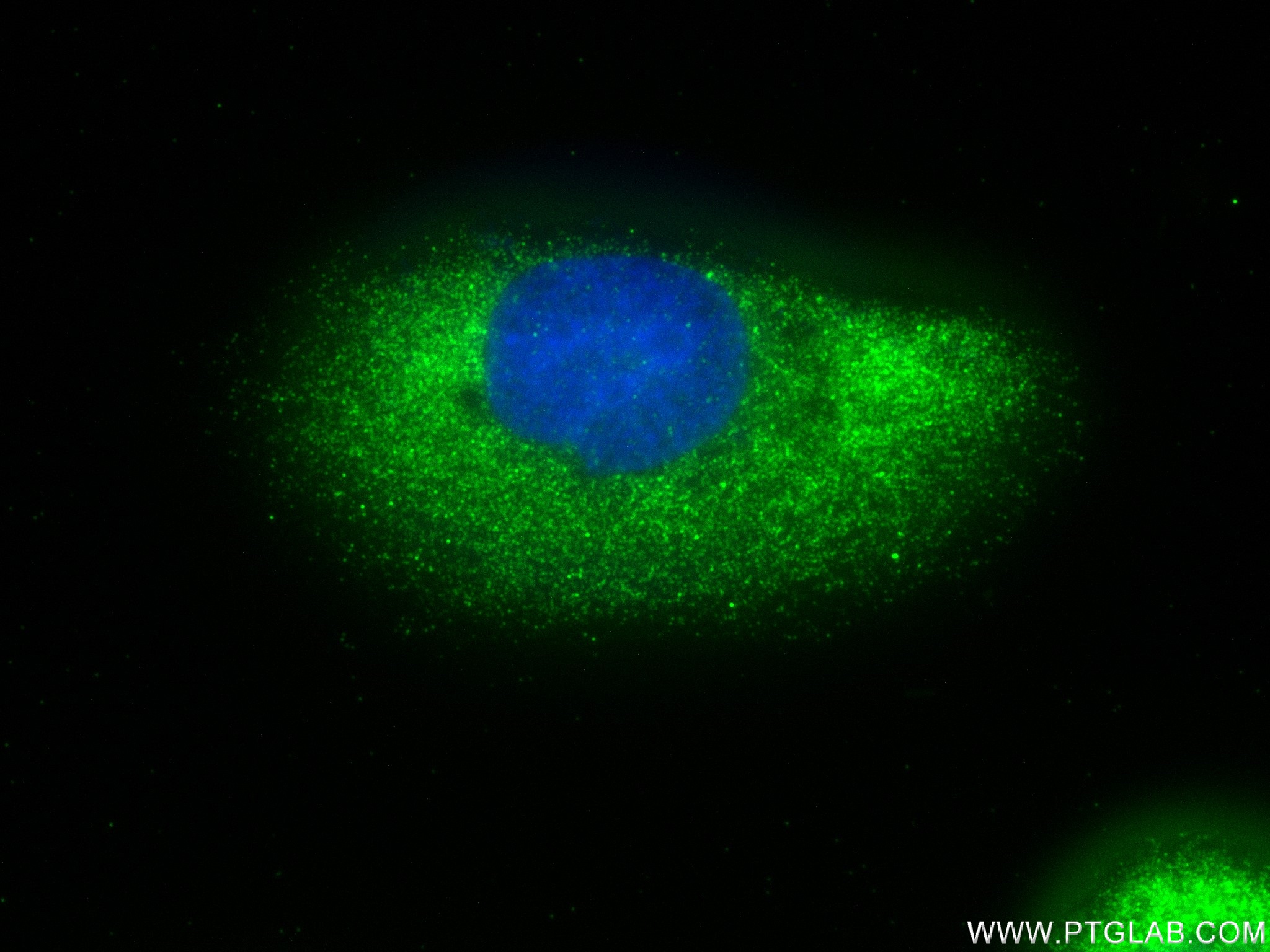 IF Staining of U2OS using 83172-2-RR