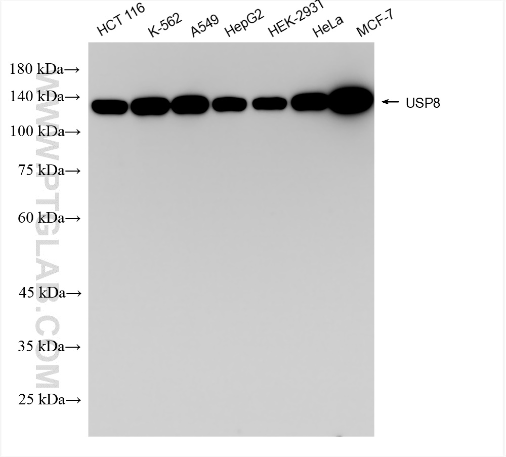 WB analysis using 83172-2-RR