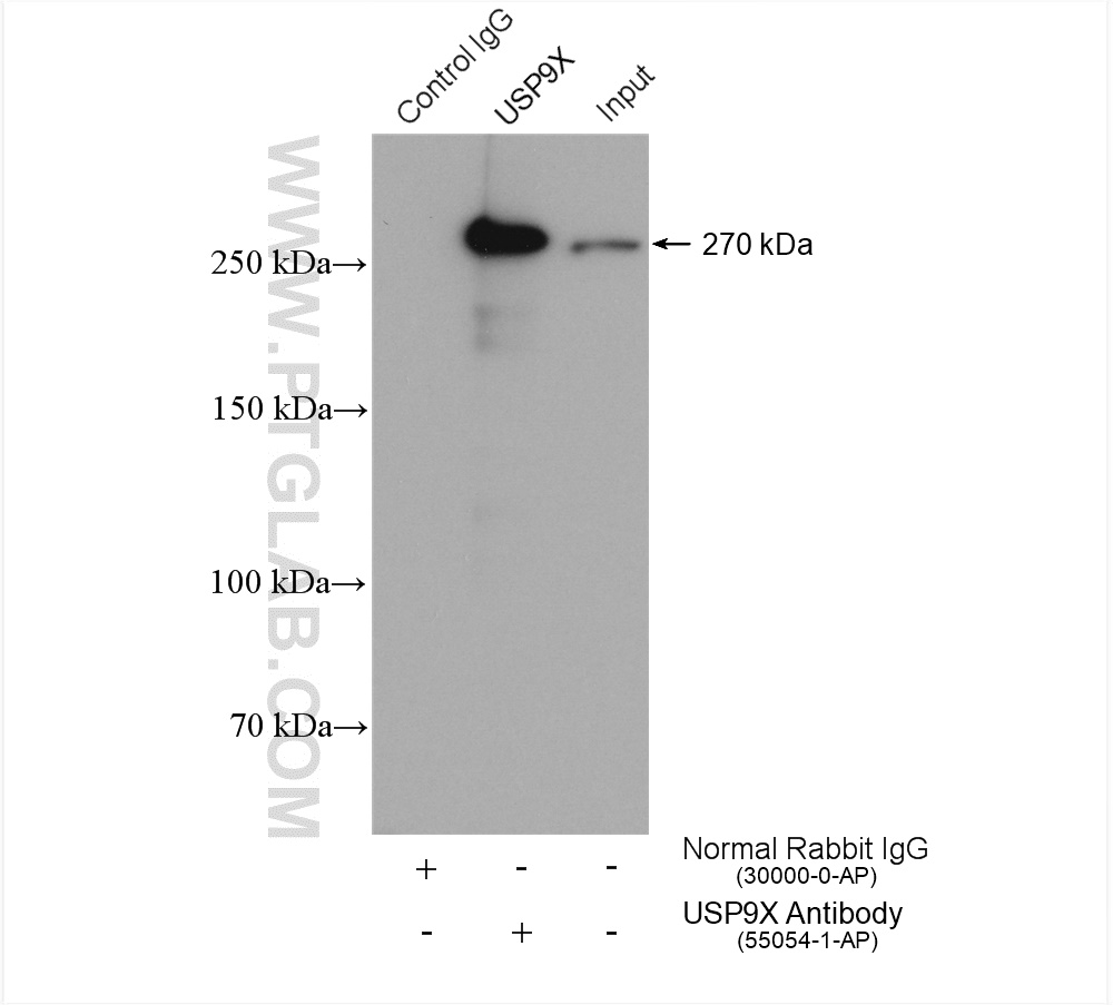 IP experiment of HeLa using 55054-1-AP