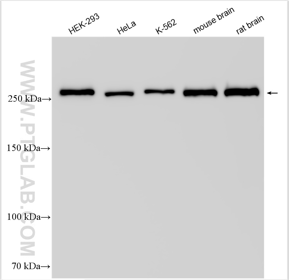 WB analysis using 55054-1-AP