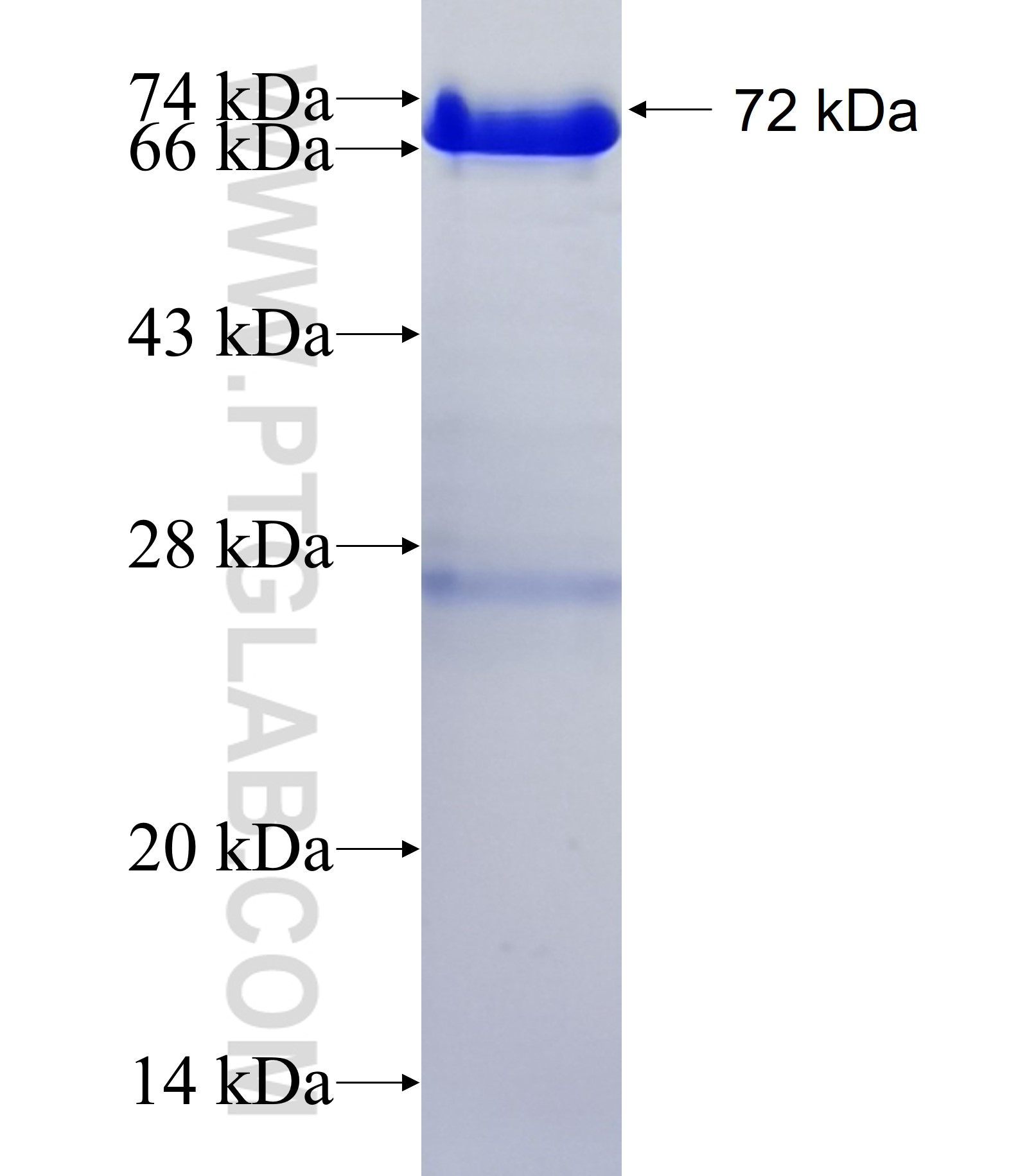 UVRAG fusion protein Ag34414 SDS-PAGE