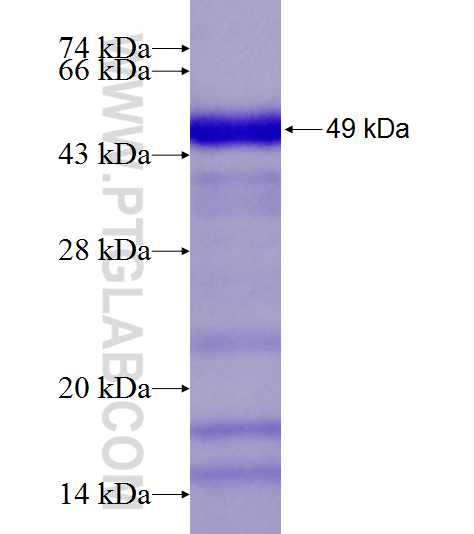 UXS1 fusion protein Ag9819 SDS-PAGE