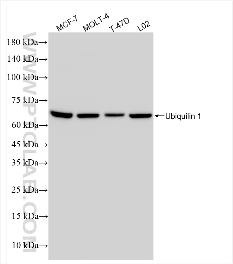 WB analysis using 84649-2-RR (same clone as 84649-2-PBS)