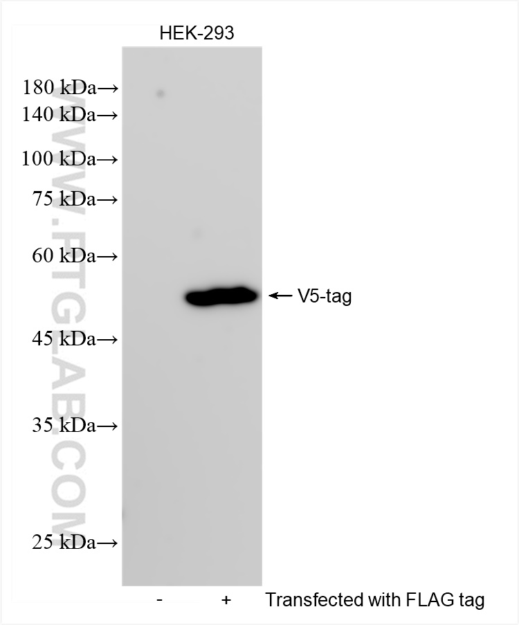 WB analysis using 81775-4-RR