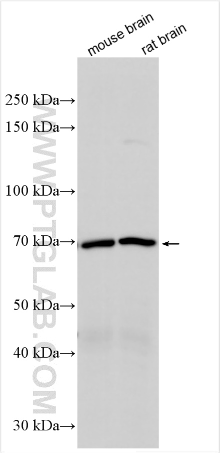 WB analysis using 27303-1-AP