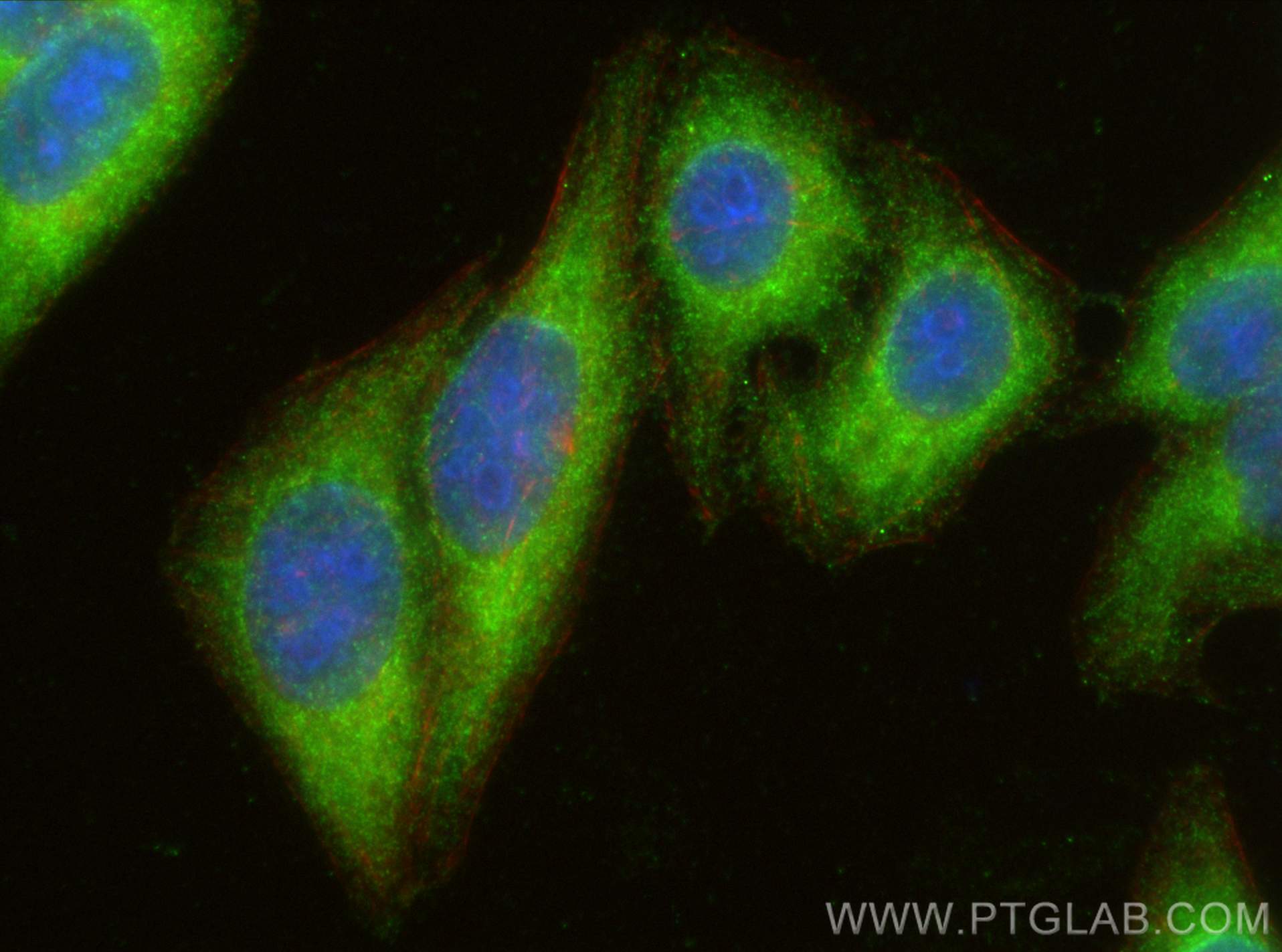 IF Staining of HepG2 using 22268-1-AP