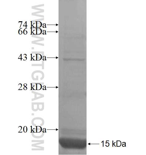 VAMP8 fusion protein Ag8381 SDS-PAGE