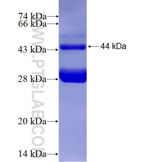 VASH2 fusion protein Ag4121 SDS-PAGE