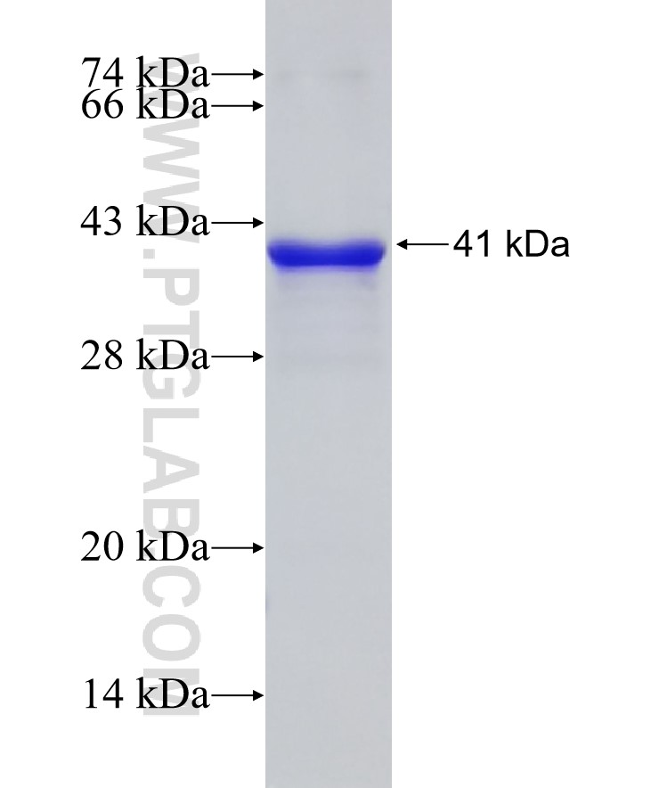 VASN fusion protein Ag12043 SDS-PAGE