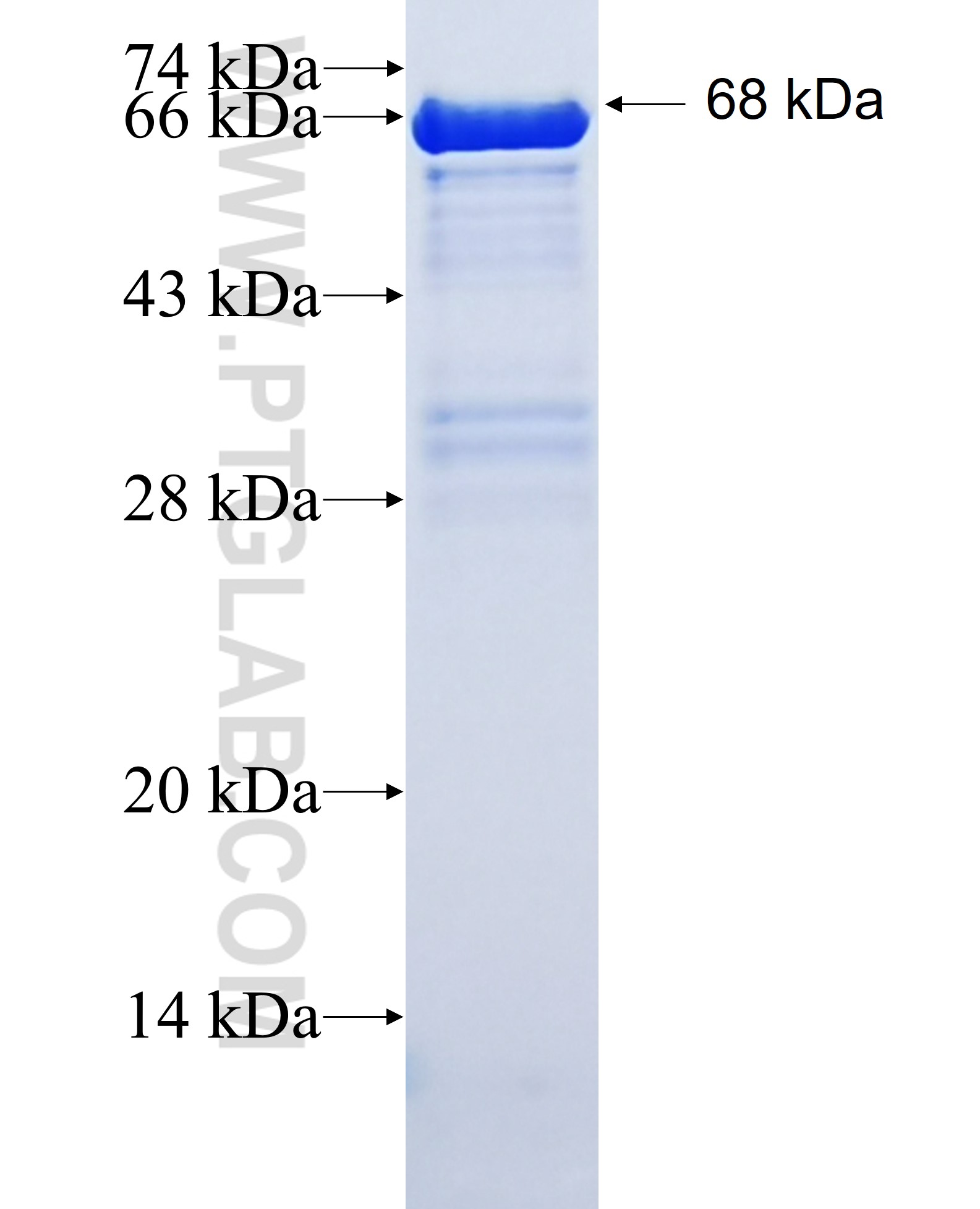 VAT1 fusion protein Ag16652 SDS-PAGE