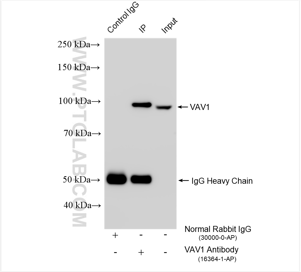 IP experiment of K-562 using 16364-1-AP