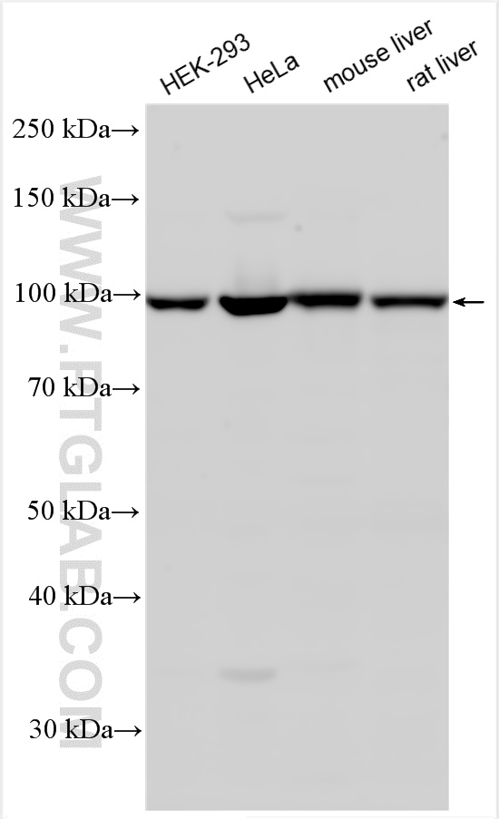 WB analysis using 21924-1-AP