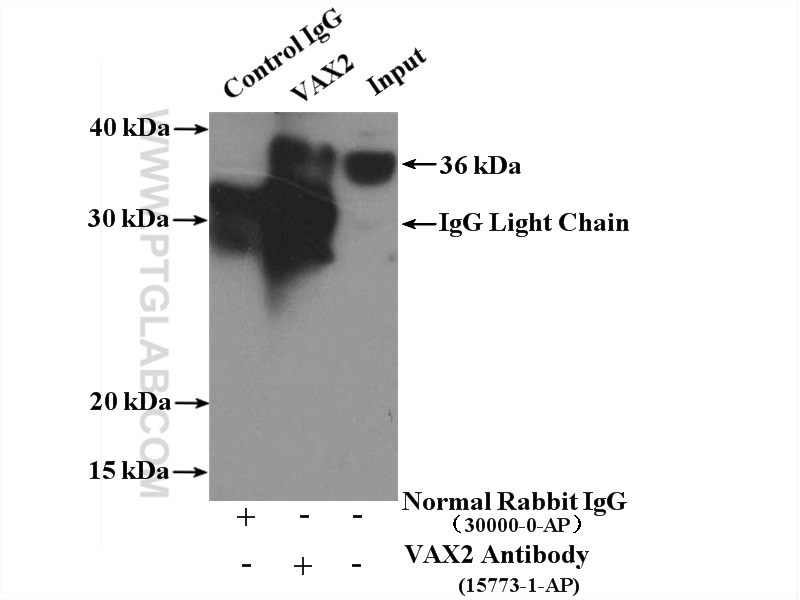 IP experiment of Y79 using 15773-1-AP