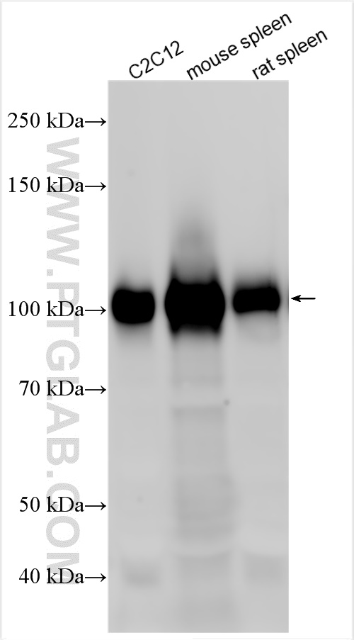 WB analysis using 30958-1-AP