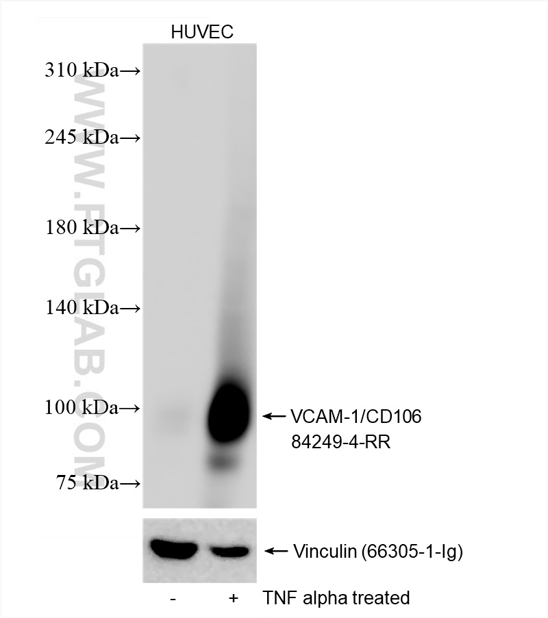 WB analysis of HUVEC using 84249-4-RR