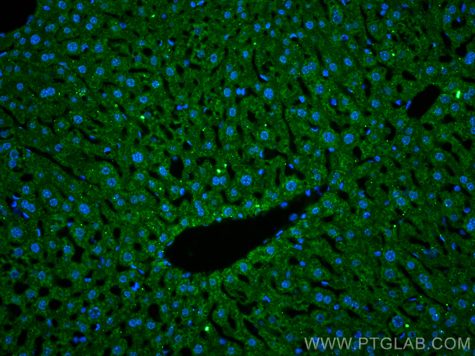 IF Staining of mouse liver using 66345-1-Ig