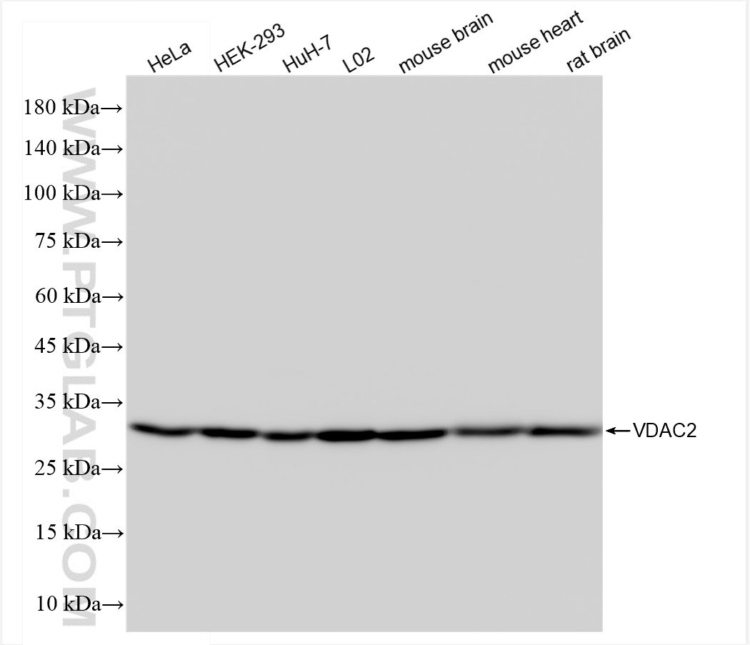 VDAC2