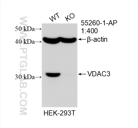 WB analysis of HEK-293T using 55260-1-AP