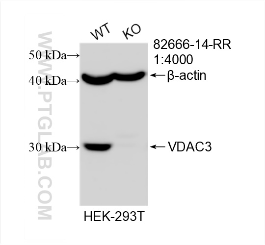 WB analysis of HEK-293T using 82666-14-RR (same clone as 82666-14-PBS)