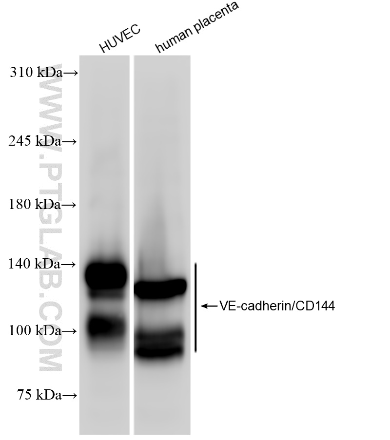 WB analysis using 83766-6-RR