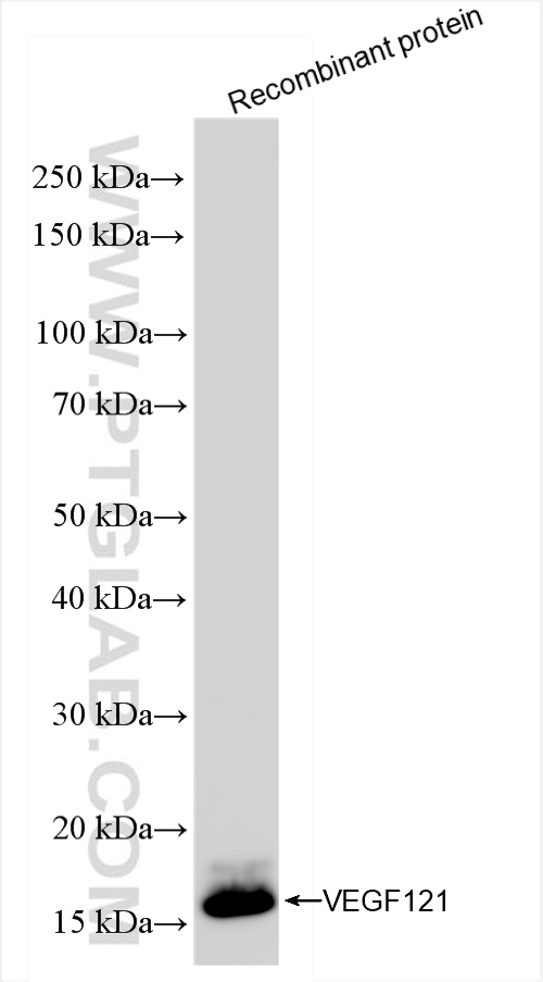 WB analysis of Recombinant protein using 84687-2-RR (same clone as 84687-2-PBS)