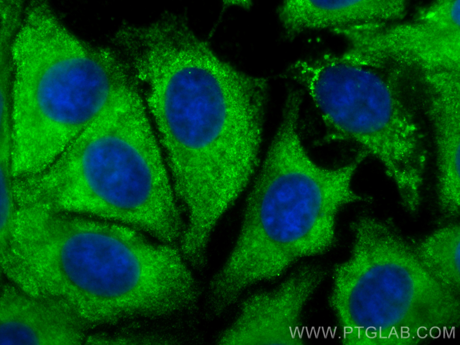 IF Staining of MCF-7 using CL488-67116