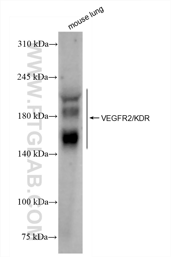 WB analysis of mouse lung using 83366-1-RR (same clone as 83366-1-PBS)