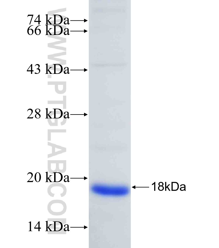 VHH Mouse IgG1 Fc fusion protein Ag31695 SDS-PAGE