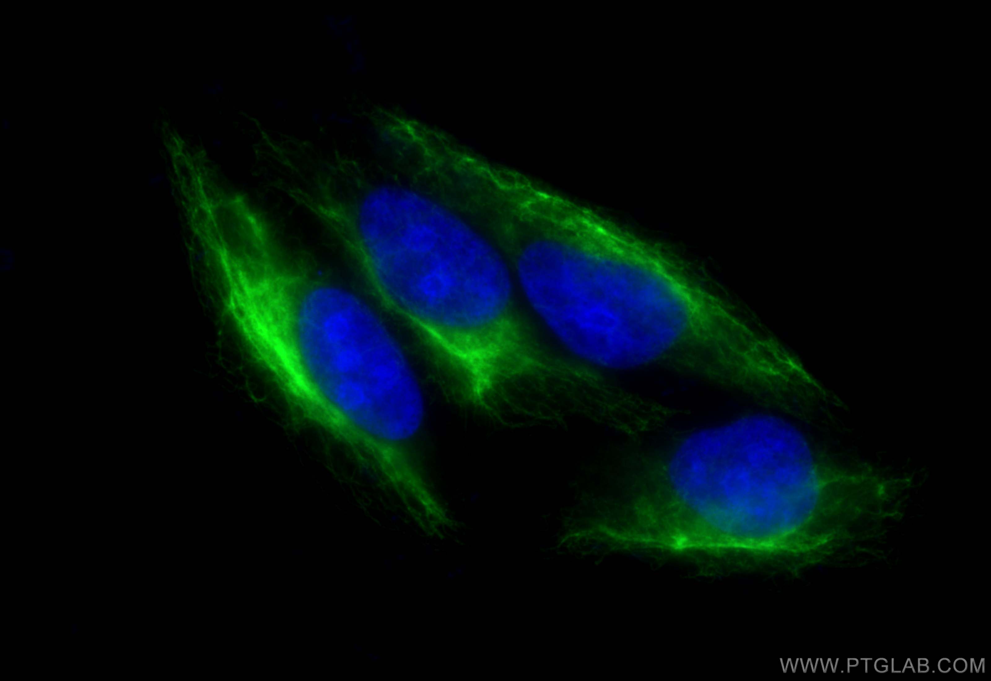 IF Staining of HepG2 using 10366-1-AP