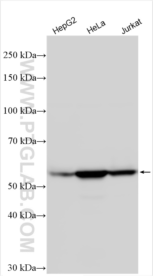 WB analysis using 10366-1-AP