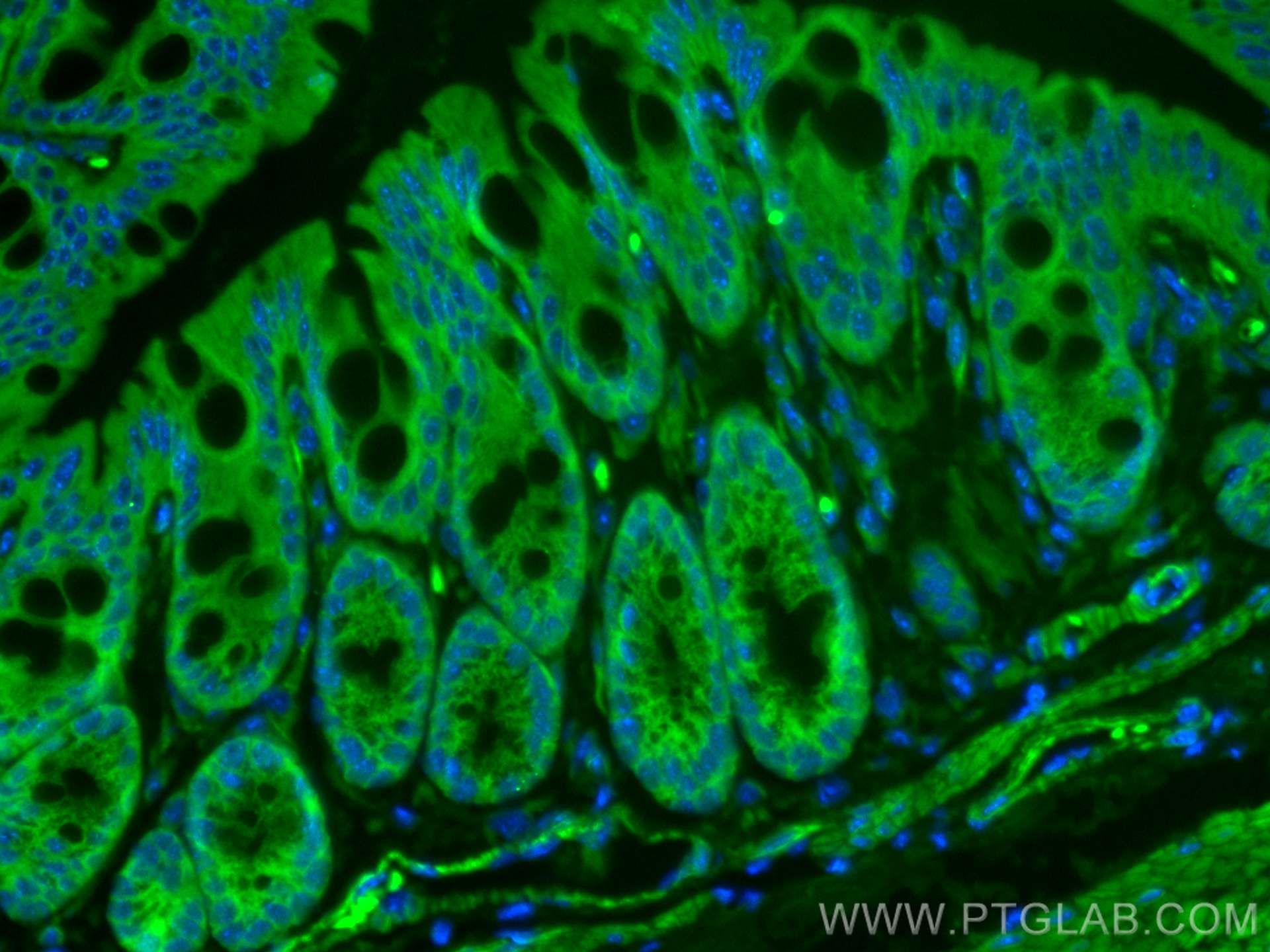 IF Staining of mouse colon using CL488-16233