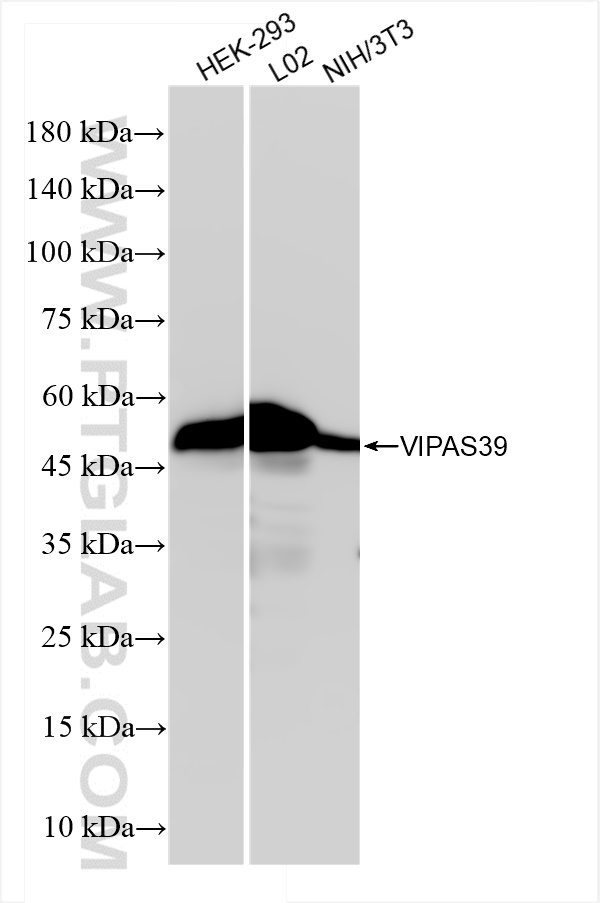 WB analysis using 84320-2-RR