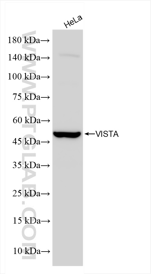 WB analysis of HeLa using 83919-3-RR (same clone as 83919-3-PBS)