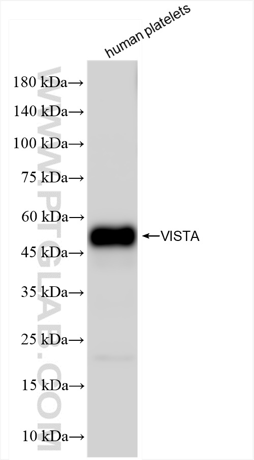 WB analysis of human peripheral blood platelets using 83919-4-RR