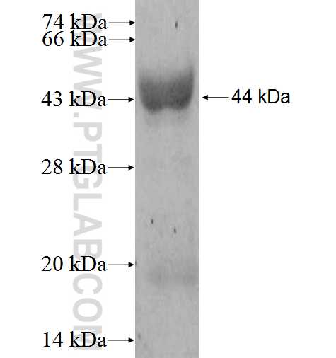 VP7 fusion protein Ag13421 SDS-PAGE