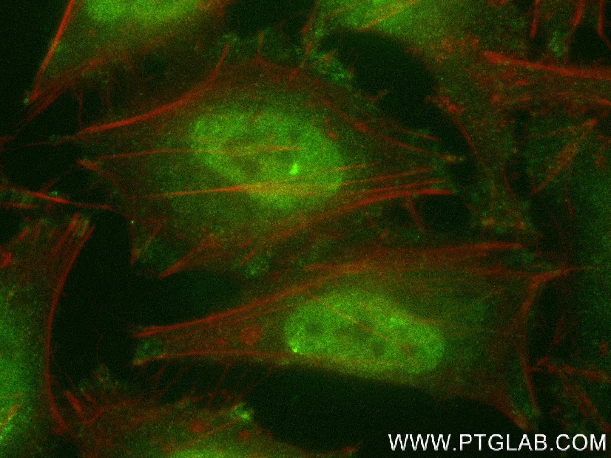 IF Staining of HeLa using 83901-3-RR