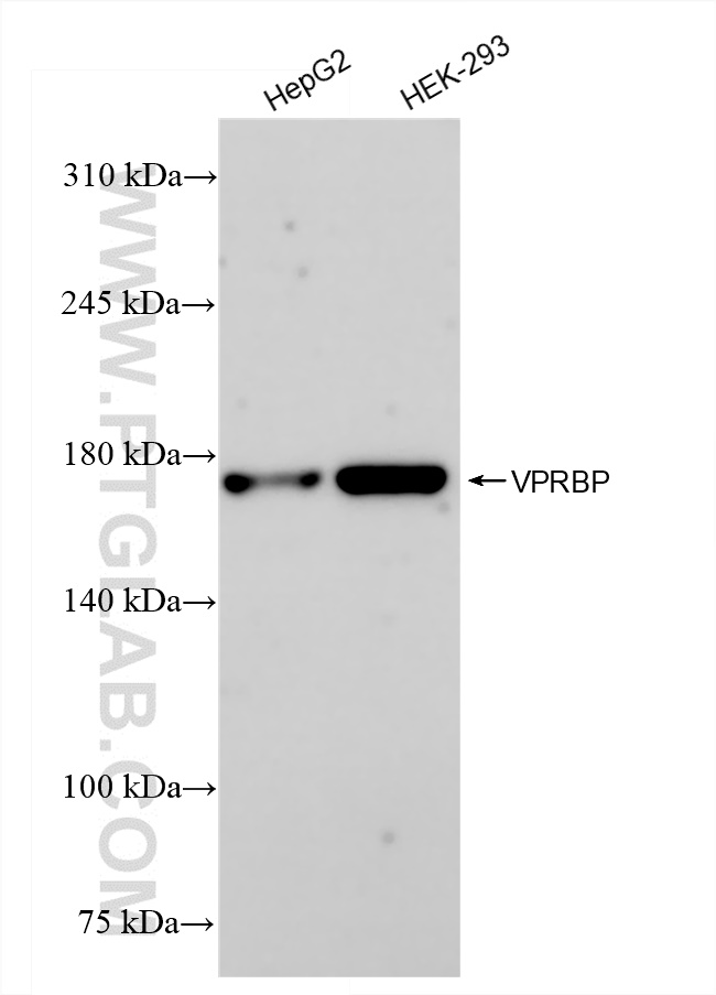 WB analysis using 83901-3-RR