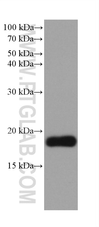 WB analysis of rabbit kidney using 68197-1-Ig