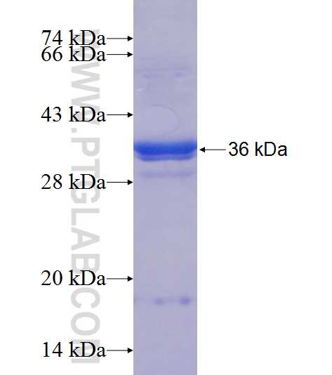 VPS37D fusion protein Ag24930 SDS-PAGE