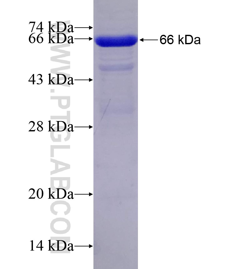 VPS4A fusion protein Ag5592 SDS-PAGE