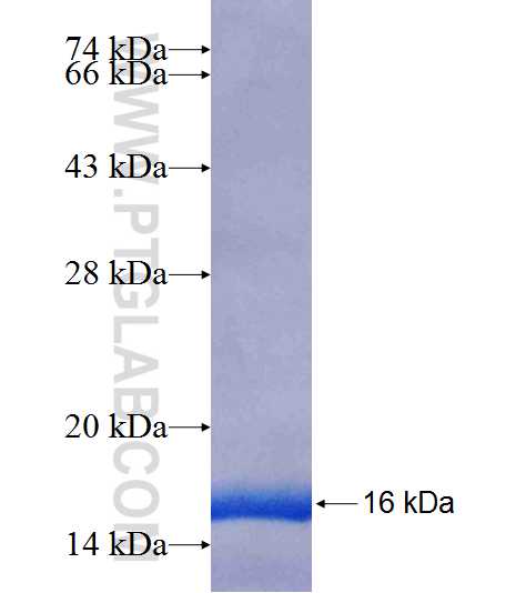 VPS8 fusion protein Ag8128 SDS-PAGE