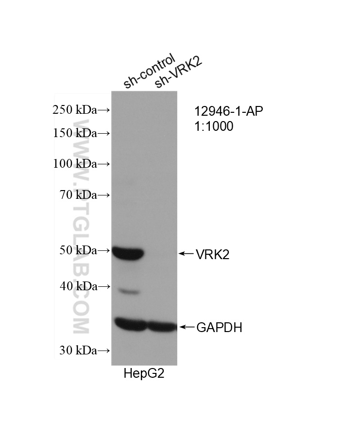 WB analysis of HepG2 using 12946-1-AP (same clone as 12946-1-PBS)