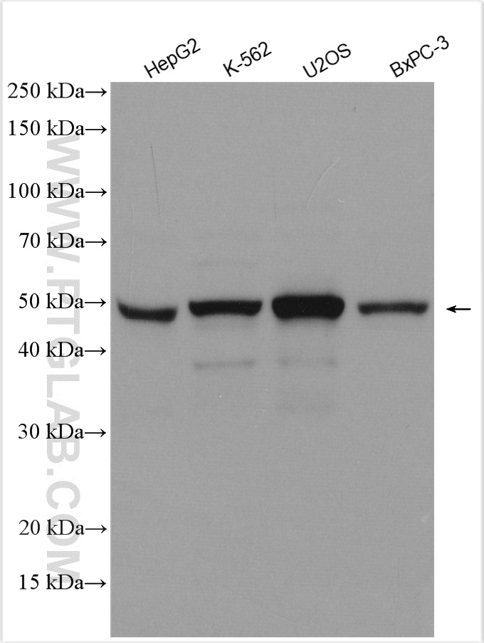 WB analysis using 12946-1-AP (same clone as 12946-1-PBS)