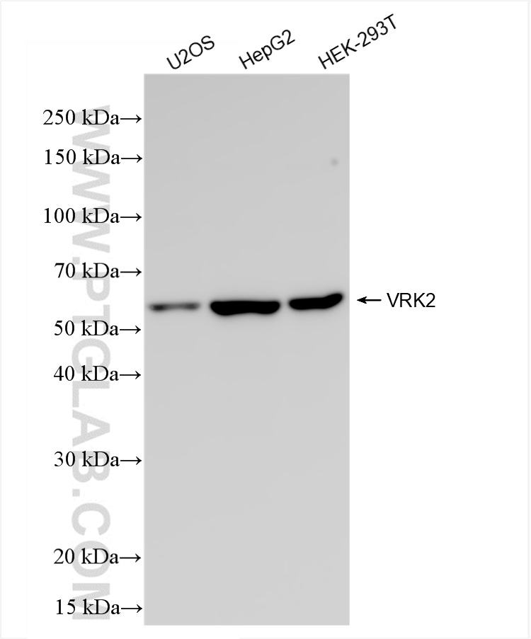 VRK2