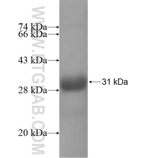 VSIG1 fusion protein Ag6625 SDS-PAGE